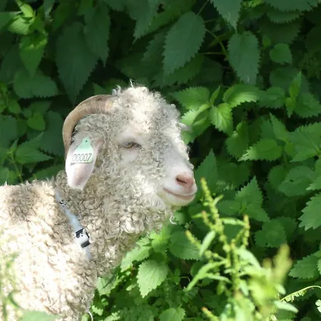 Entre Domes Et Sancy - Le Moderne * Perpezat