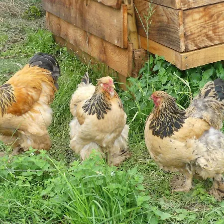 Entre Domes Et Sancy - Le Moderne Apartment *