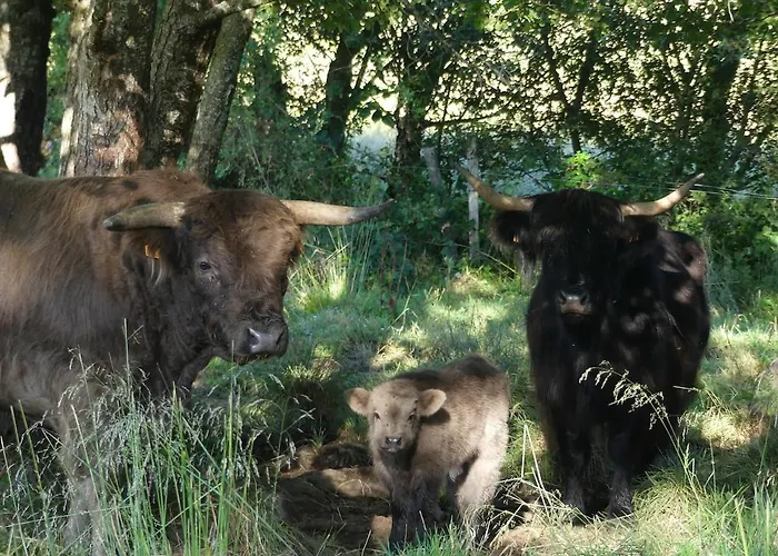 Entre Domes Et Sancy - Le Moderne Apartment Perpezat