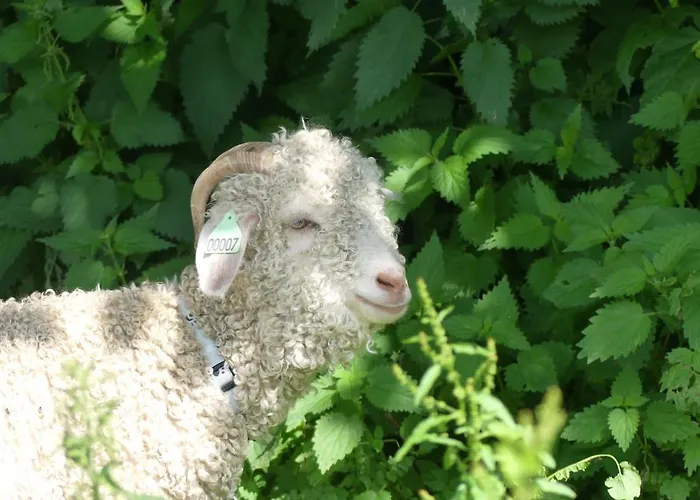 Entre Domes Et Sancy - Le Moderne * Perpezat