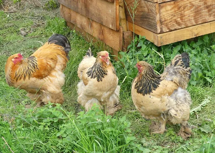 Entre Domes Et Sancy - Le Moderne Apartment *