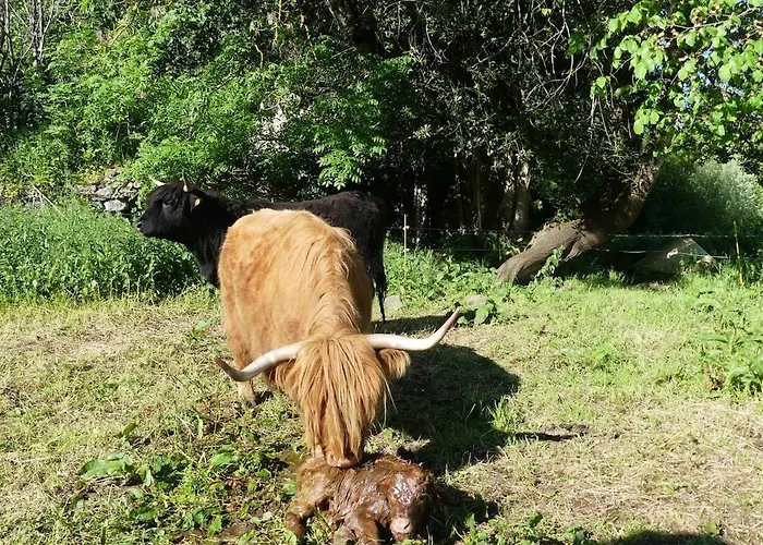 Entre Domes Et Sancy - Le Moderne * Perpezat